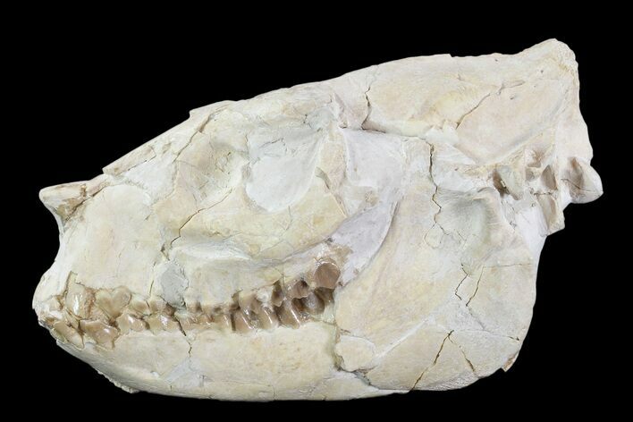 Beautiful, Oreodont (Merycoidodon) Skull - Wyoming #93751